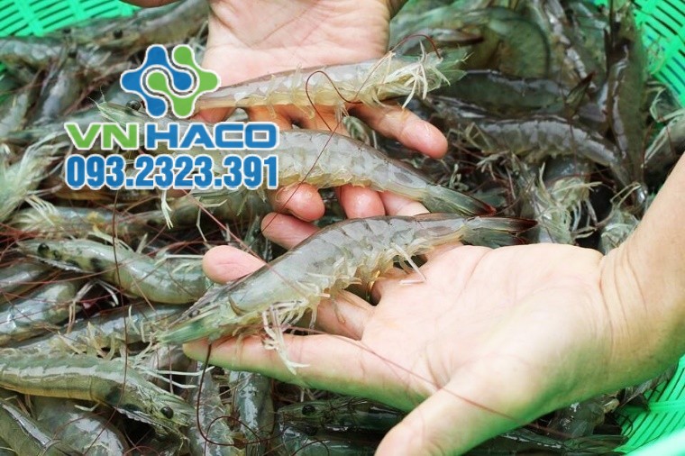 Sodium thiosunlfate góp phần nâng cao năng suất chăn nuôi