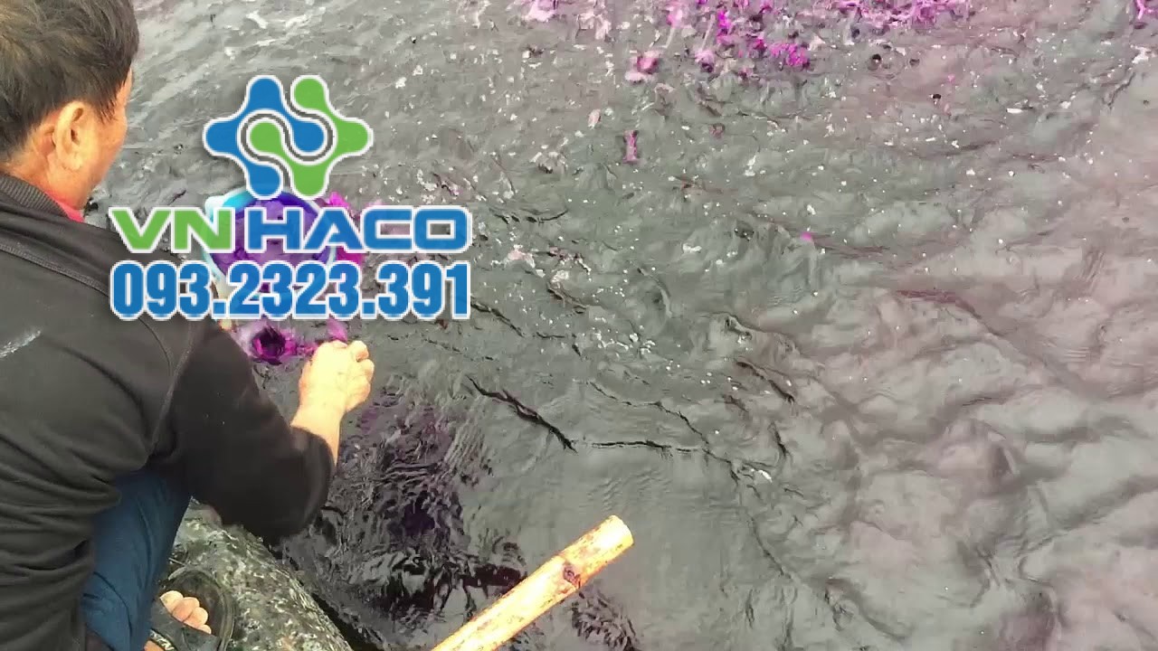 Sử dụng thuốc tím vào buổi sáng là tốt nhất