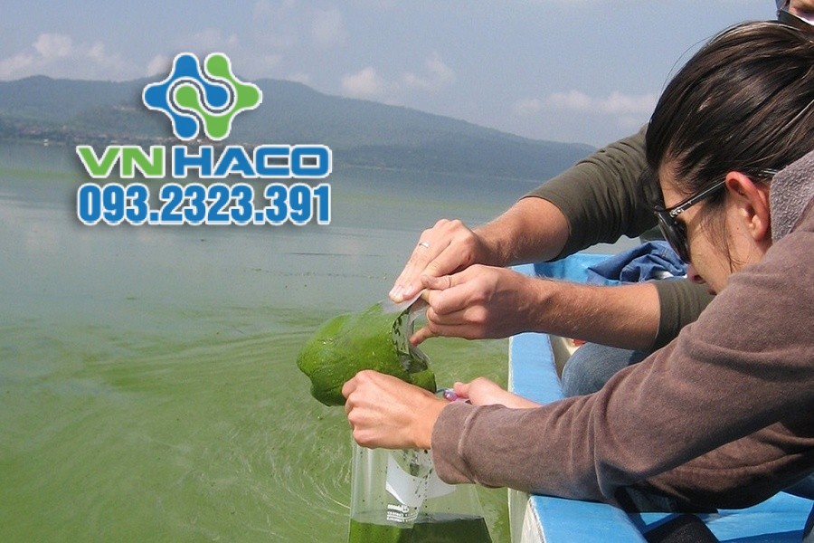 Thuốc tím được dùng để diệt tảo trong ao cá