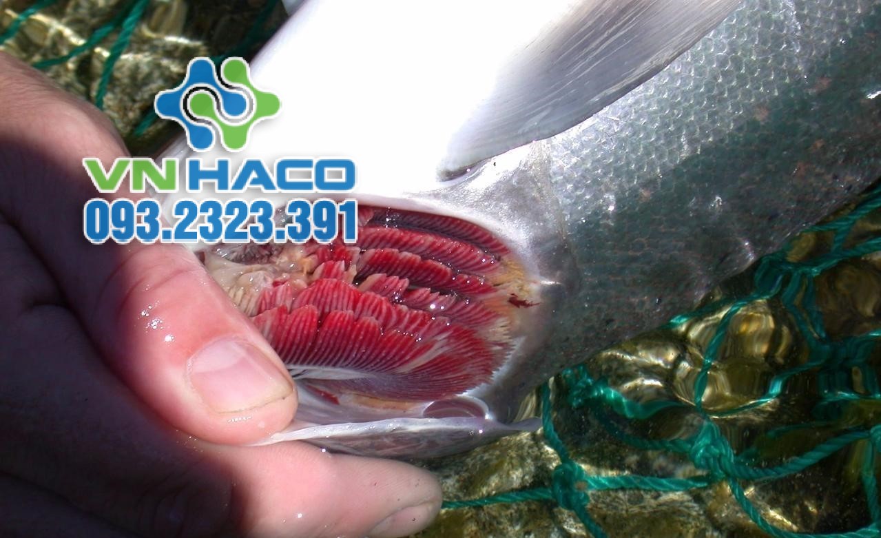 Cá bị bệnh nấm mang