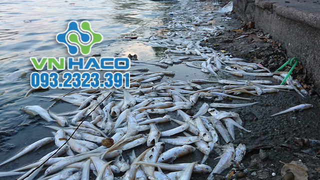 Ô nhiễm nguồn nước khiến cá chết hàng loạt