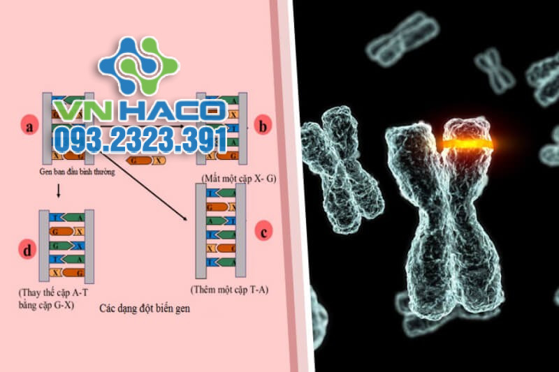 dot-bien-gen-la-gi-2